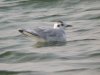Little Gull at Paglesham Lagoon (Steve Arlow) (69078 bytes) Little Gull at Paglesham Lagoon (Steve Arlow) (69078 bytes)